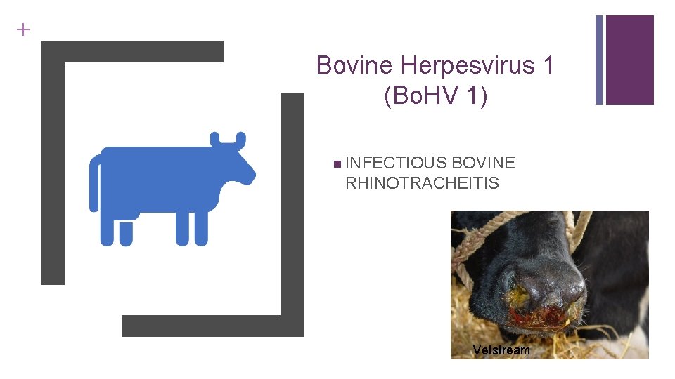 + Bovine Herpesvirus 1 (Bo. HV 1) INFECTIOUS BOVINE RHINOTRACHEITIS Vetstream 