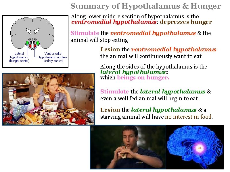 Summary of Hypothalamus & Hunger Along lower middle section of hypothalamus is the ventromedial