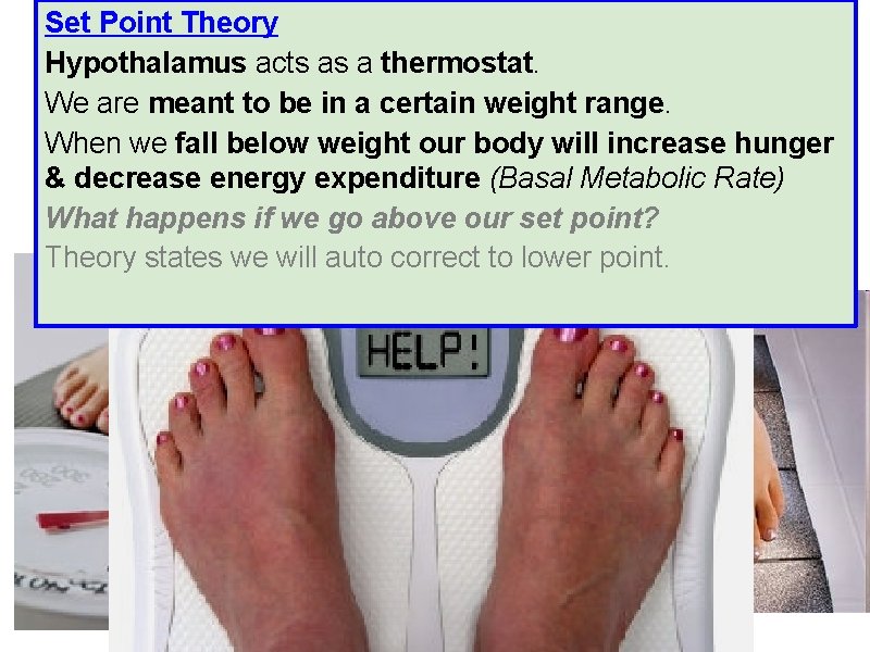 Set Point Theory Hypothalamus acts as a thermostat. Copyright © Allyn & Bacon We