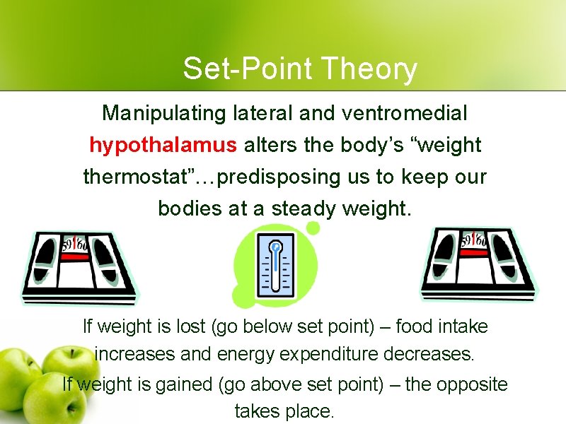 Set-Point Theory Manipulating lateral and ventromedial hypothalamus alters the body’s “weight thermostat”…predisposing us to