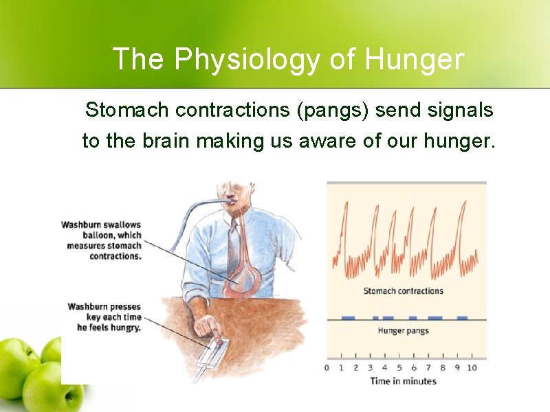 The Physiology of Hunger Stomach contractions (pangs) send signals to the brain making us