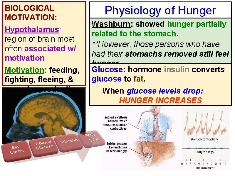 BIOLOGICAL MOTIVATION: Hypothalamus: region of brain most often associated w/ motivation Motivation: feeding, fighting,