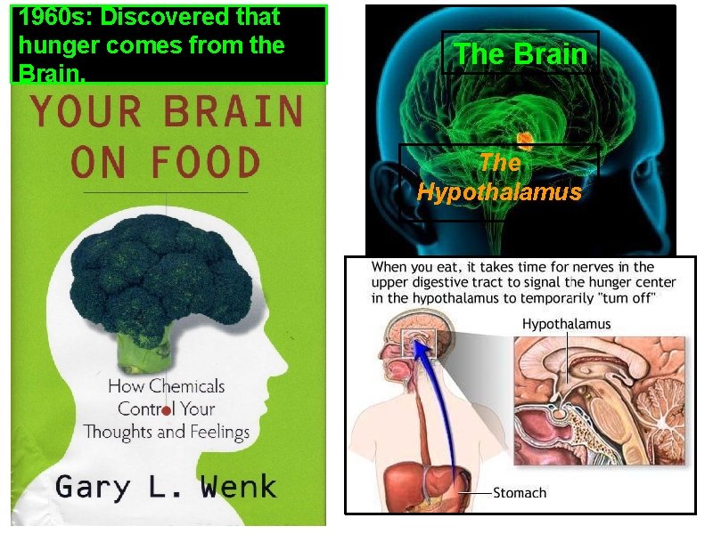 1960 s: Discovered that hunger comes from the Brain. The Brain The Hypothalamus 
