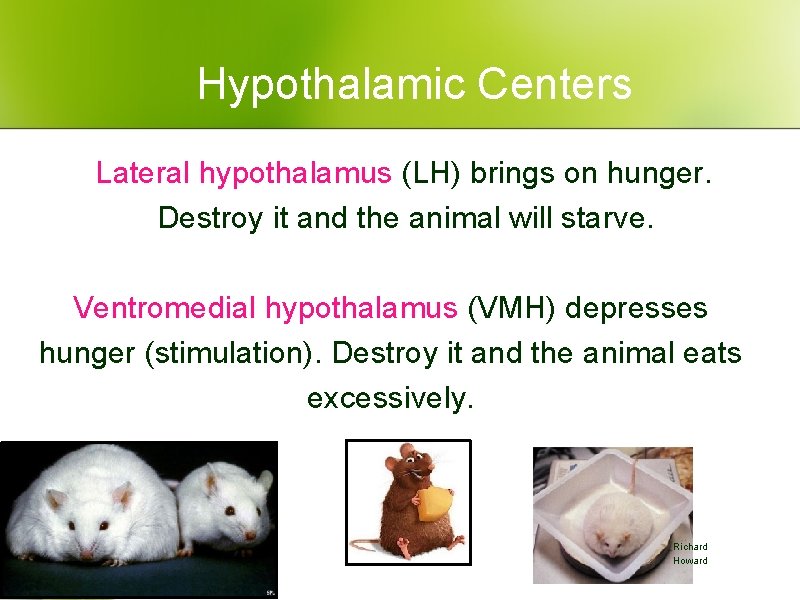 Hypothalamic Centers Lateral hypothalamus (LH) brings on hunger. Destroy it and the animal will