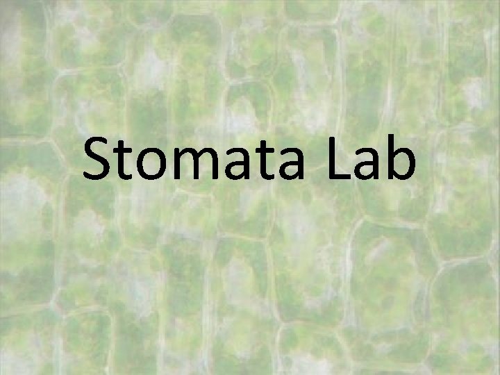 Stomata Lab 