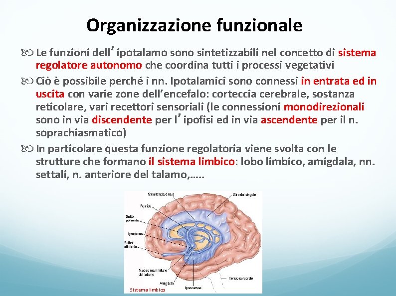 Organizzazione funzionale Le funzioni dell’ipotalamo sono sintetizzabili nel concetto di sistema regolatore autonomo che