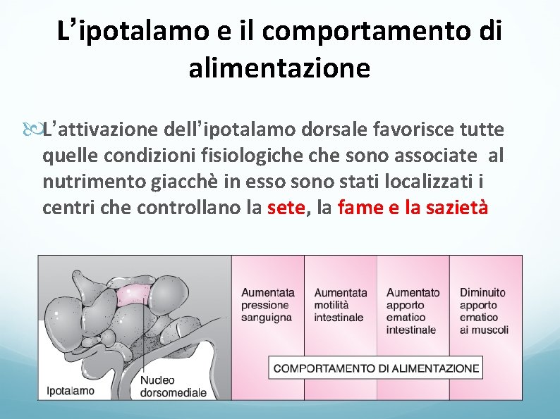 L’ipotalamo e il comportamento di alimentazione L’attivazione dell’ipotalamo dorsale favorisce tutte quelle condizioni fisiologiche