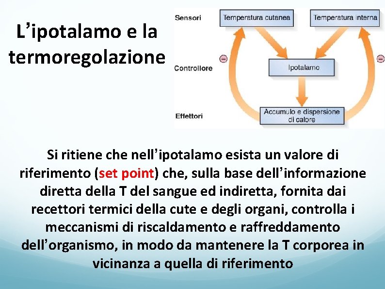 L’ipotalamo e la termoregolazione Si ritiene che nell’ipotalamo esista un valore di riferimento (set