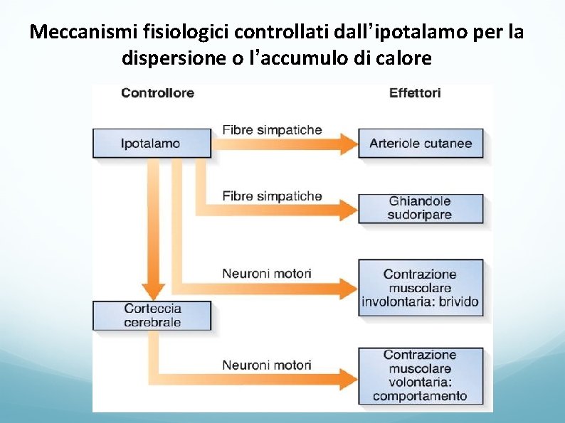 Meccanismi fisiologici controllati dall’ipotalamo per la dispersione o l’accumulo di calore 