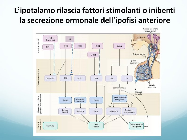 L’ipotalamo rilascia fattori stimolanti o inibenti la secrezione ormonale dell’ipofisi anteriore SS 