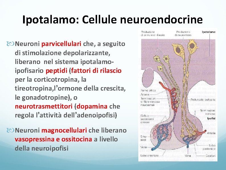 Ipotalamo: Cellule neuroendocrine Neuroni parvicellulari che, a seguito di stimolazione depolarizzante, liberano nel sistema