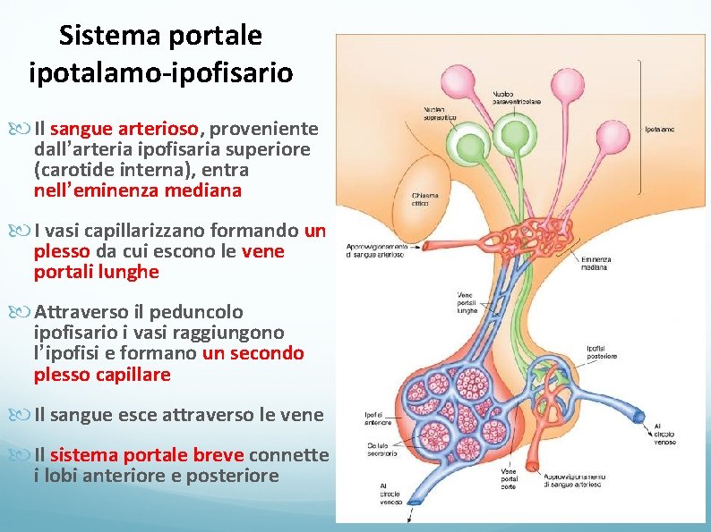 Sistema portale ipotalamo-ipofisario Il sangue arterioso, proveniente dall’arteria ipofisaria superiore (carotide interna), entra nell’eminenza