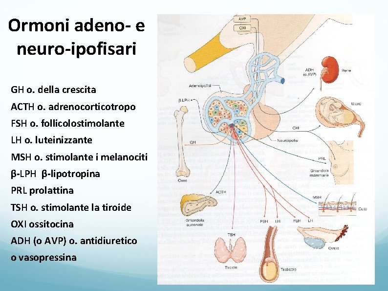 Ormoni adeno- e neuro-ipofisari GH o. della crescita ACTH o. adrenocorticotropo FSH o. follicolostimolante