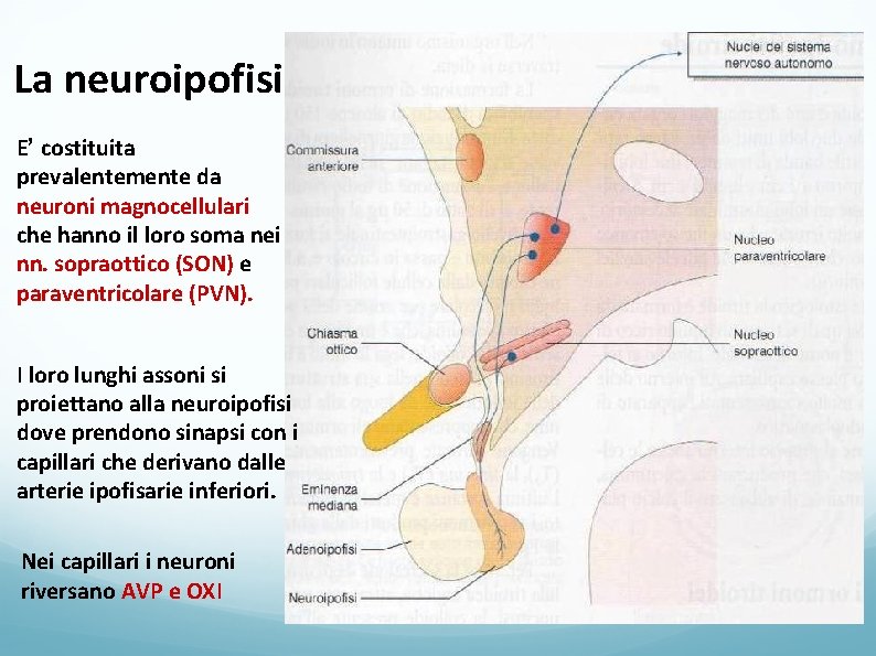 La neuroipofisi E’ costituita prevalentemente da neuroni magnocellulari che hanno il loro soma nei