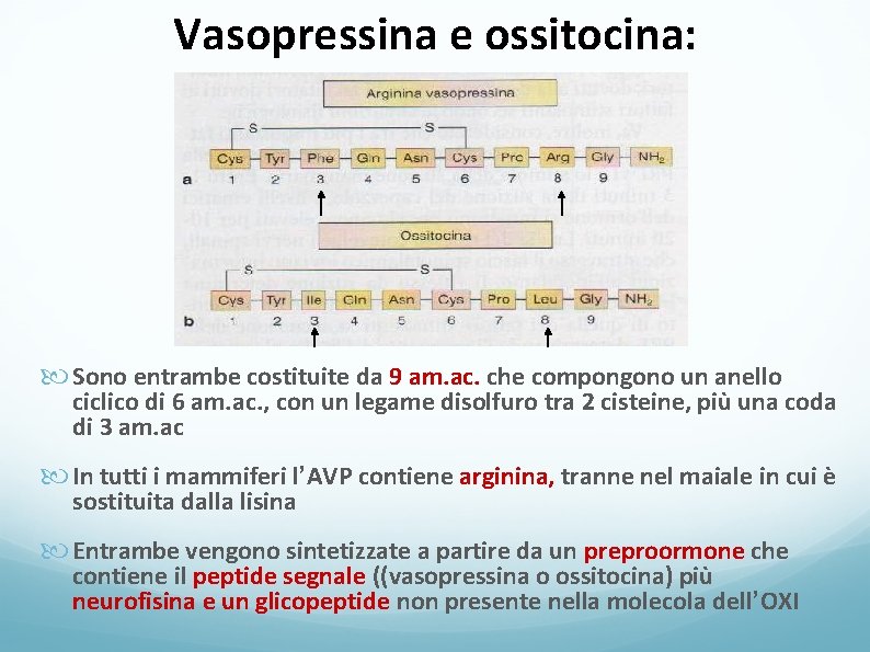 Vasopressina e ossitocina: Sono entrambe costituite da 9 am. ac. che compongono un anello