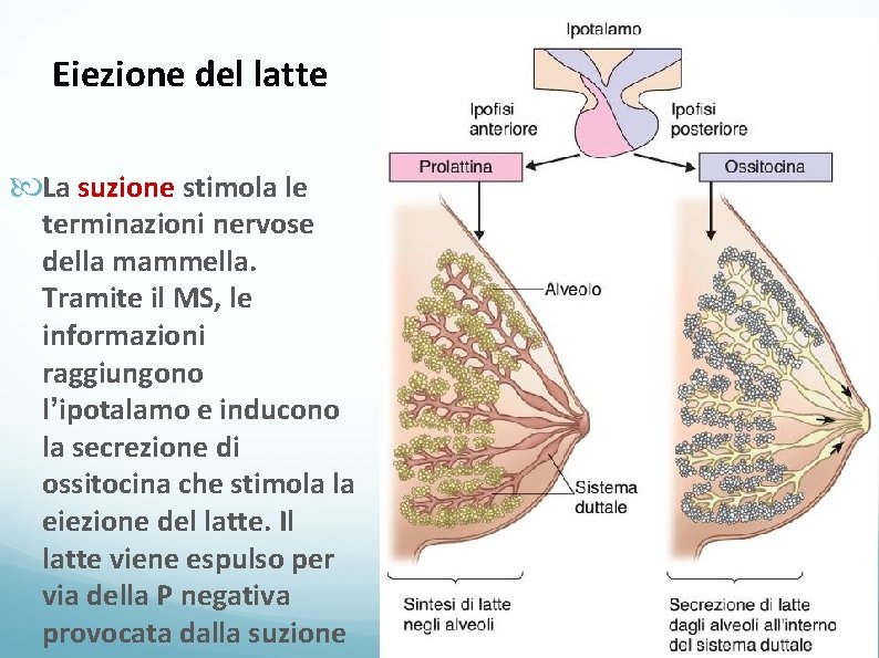 Eiezione del latte La suzione stimola le terminazioni nervose della mammella. Tramite il MS,