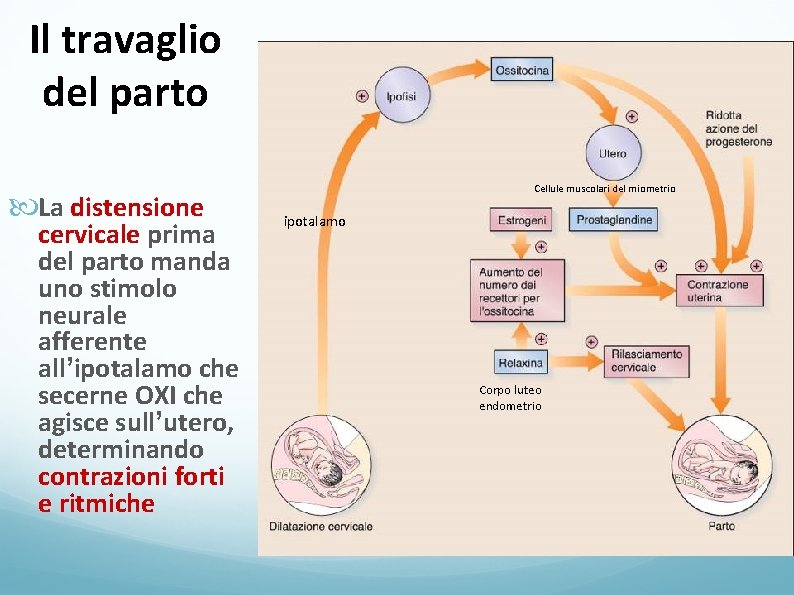 Il travaglio del parto La distensione cervicale prima del parto manda uno stimolo neurale