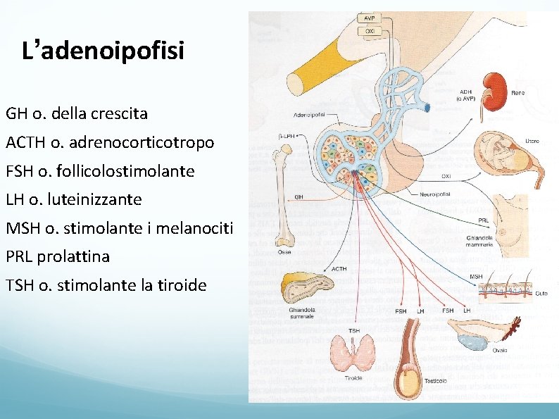 L’adenoipofisi GH o. della crescita ACTH o. adrenocorticotropo FSH o. follicolostimolante LH o. luteinizzante
