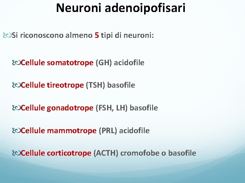 Neuroni adenoipofisari Si riconoscono almeno 5 tipi di neuroni: Cellule somatotrope (GH) acidofile Cellule