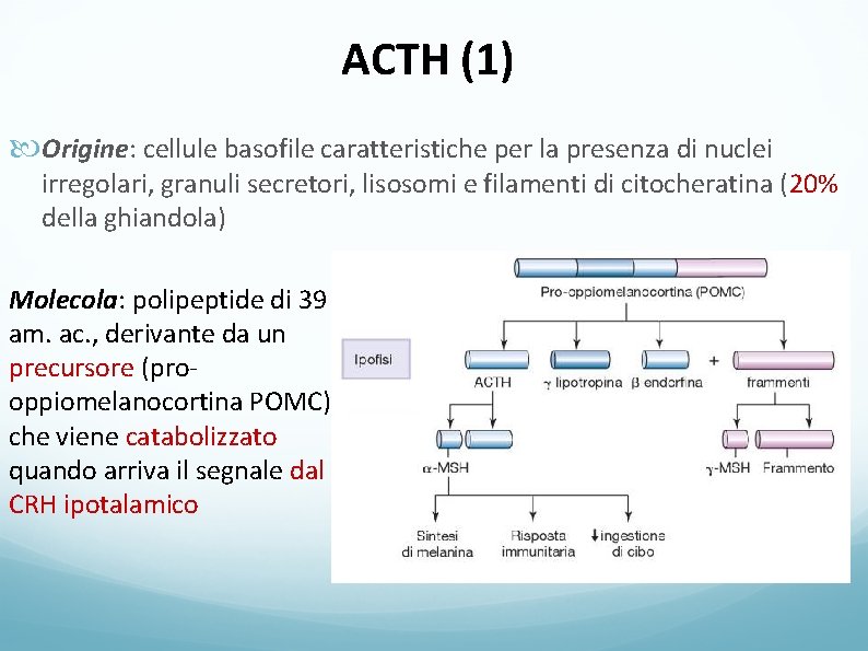 ACTH (1) Origine: cellule basofile caratteristiche per la presenza di nuclei irregolari, granuli secretori,