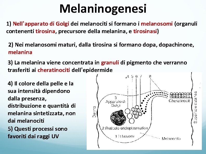 Melaninogenesi 1) Nell’apparato di Golgi dei melanociti si formano i melanosomi (organuli contenenti tirosina,