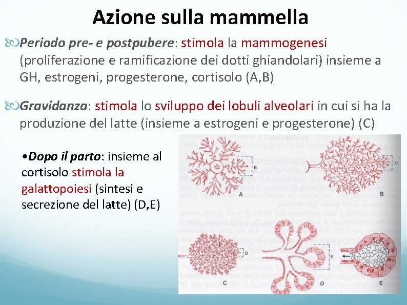 Azione sulla mammella Periodo pre- e postpubere: stimola la mammogenesi (proliferazione e ramificazione dei