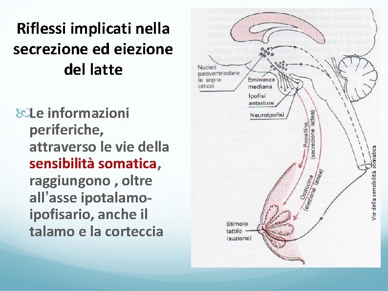 Riflessi implicati nella secrezione ed eiezione del latte periferiche, attraverso le vie della sensibilità