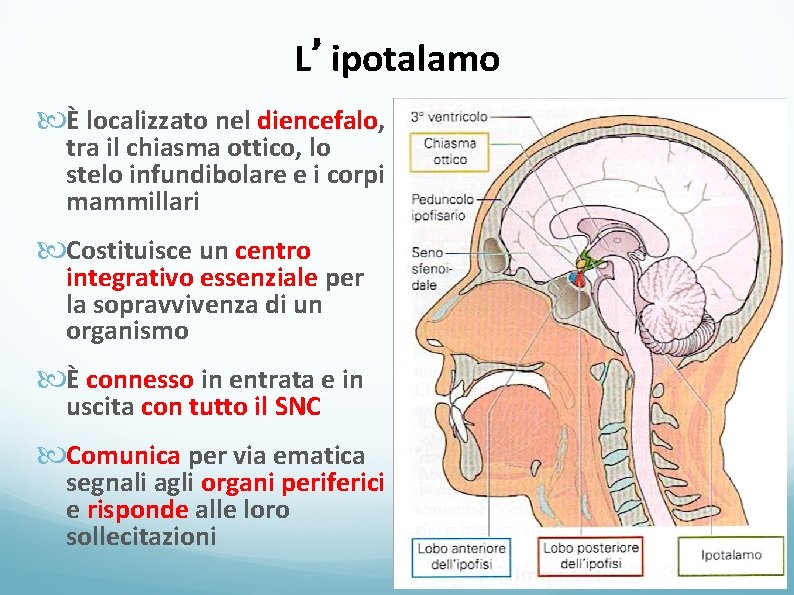 L’ipotalamo È localizzato nel diencefalo, tra il chiasma ottico, lo stelo infundibolare e i