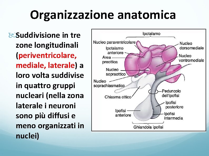 Organizzazione anatomica Suddivisione in tre zone longitudinali (periventricolare, mediale, laterale) a loro volta suddivise