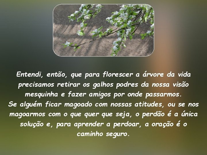 Entendi, então, que para florescer a árvore da vida precisamos retirar os galhos podres