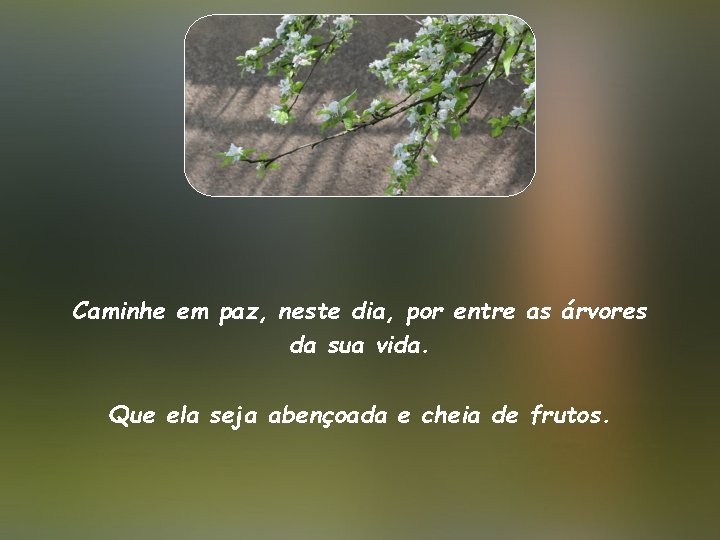 Caminhe em paz, neste dia, por entre as árvores da sua vida. Que ela