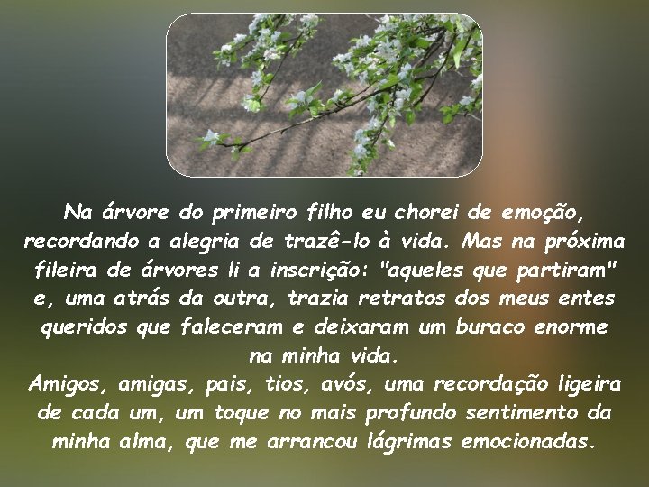 Na árvore do primeiro filho eu chorei de emoção, recordando a alegria de trazê-lo