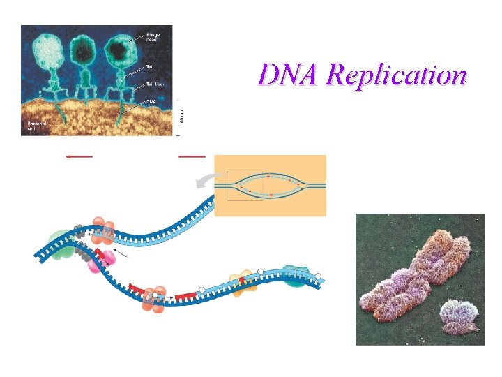 DNA Replication 