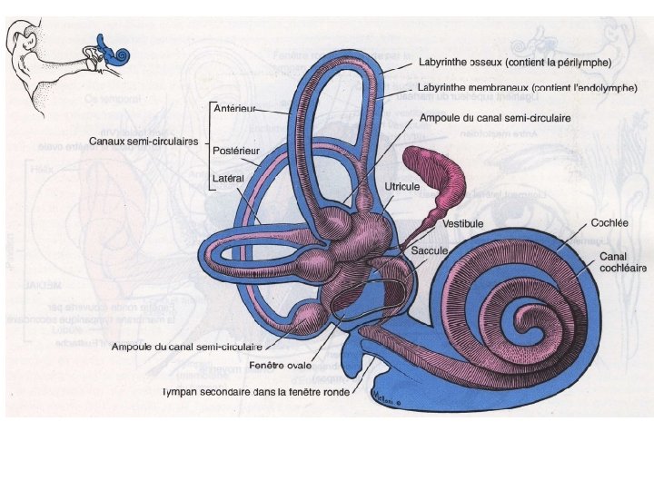 Cours 8 LE SYSTEME VESTIBULAIRE INTRODUCTION Le systme