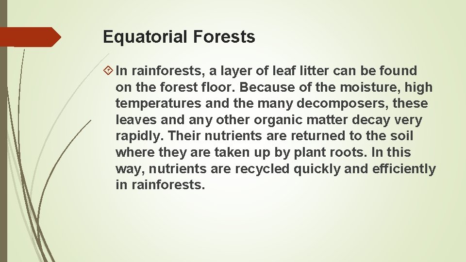 Equatorial Forests In rainforests, a layer of leaf litter can be found on the