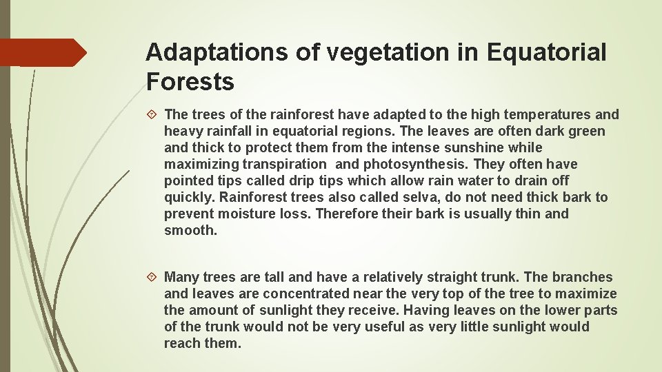 Adaptations of vegetation in Equatorial Forests The trees of the rainforest have adapted to