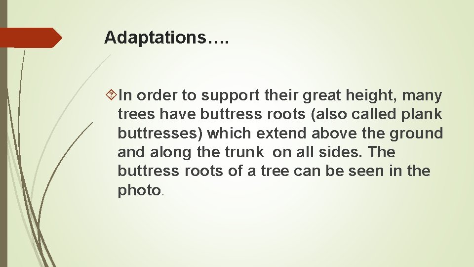 Adaptations…. In order to support their great height, many trees have buttress roots (also