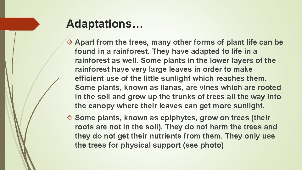 Adaptations… Apart from the trees, many other forms of plant life can be found