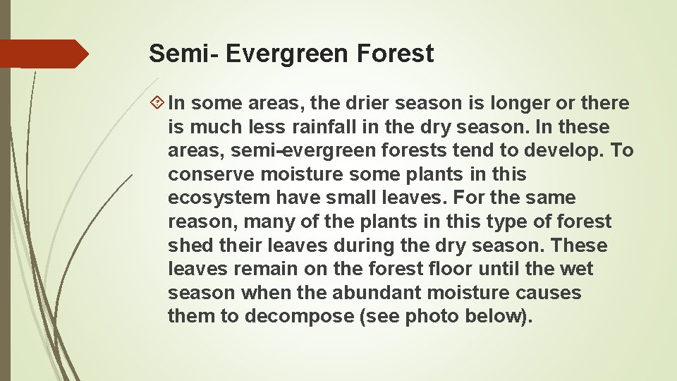 Semi- Evergreen Forest In some areas, the drier season is longer or there is