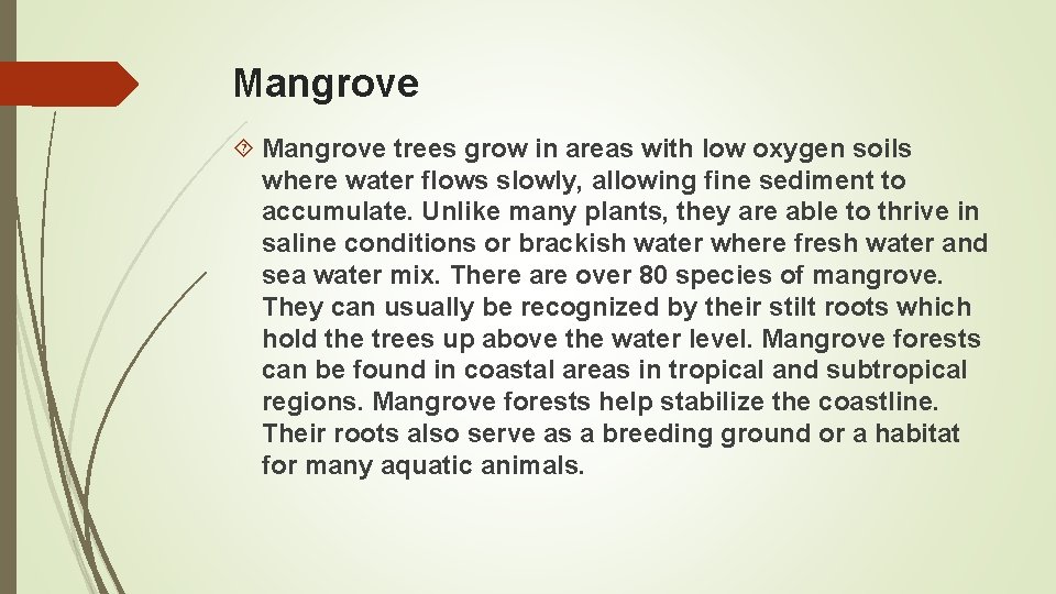 Mangrove trees grow in areas with low oxygen soils where water flows slowly, allowing