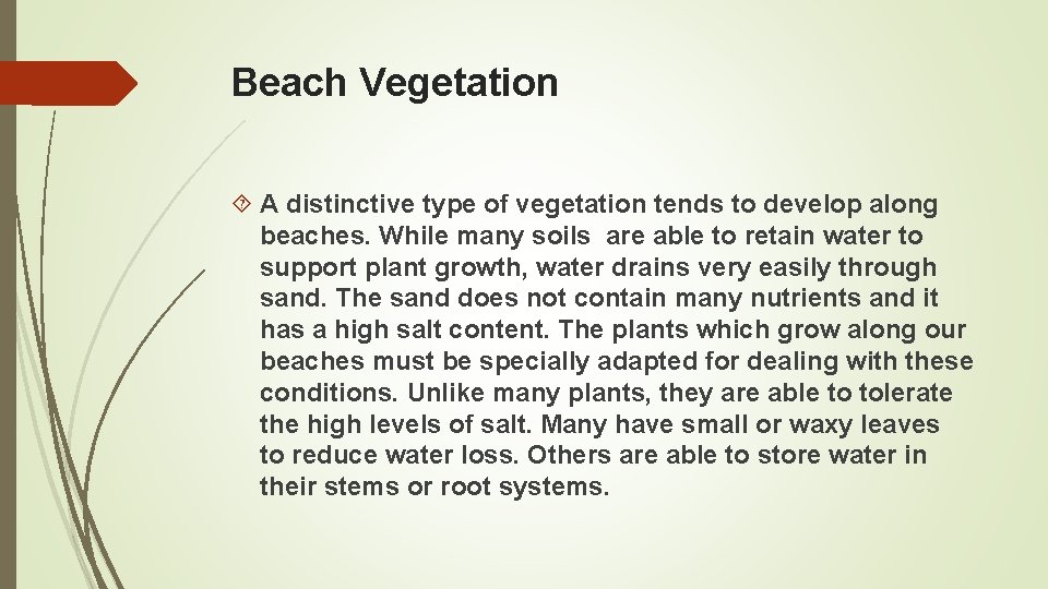 Beach Vegetation A distinctive type of vegetation tends to develop along beaches. While many