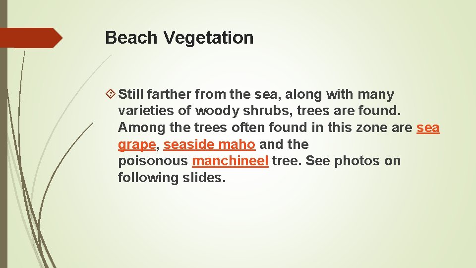 Beach Vegetation Still farther from the sea, along with many varieties of woody shrubs,