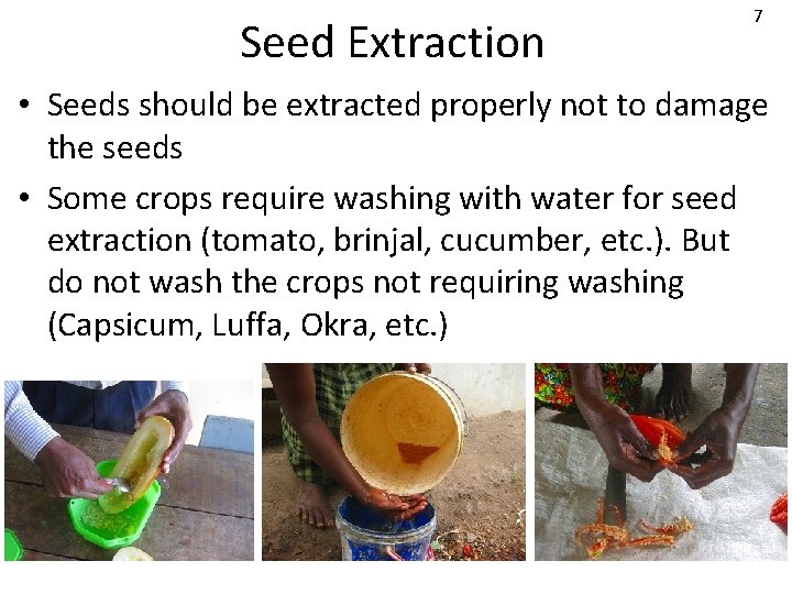 Seed Extraction 7 • Seeds should be extracted properly not to damage the seeds