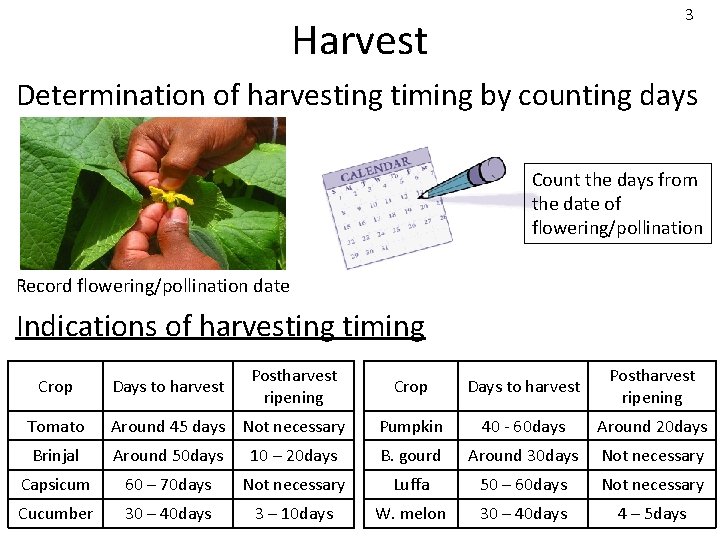 3 Harvest Determination of harvesting timing by counting days Count the days from the