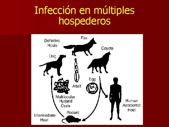 Infección en múltiples hospederos 