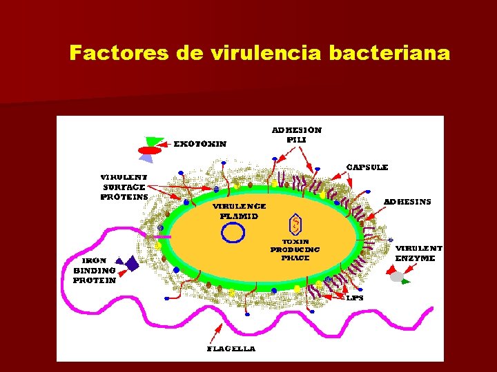 Factores de virulencia bacteriana 