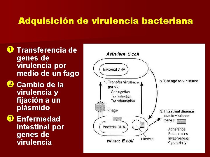 Adquisición de virulencia bacteriana Transferencia de genes de virulencia por medio de un fago