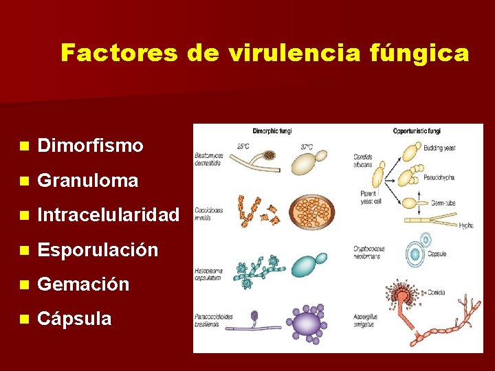 Factores de virulencia fúngica n Dimorfismo n Granuloma n Intracelularidad n Esporulación n Gemación