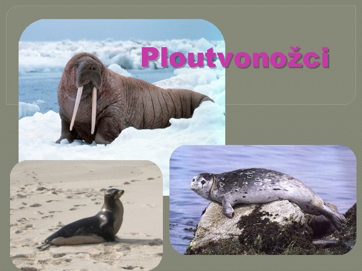 Ploutvonožci 