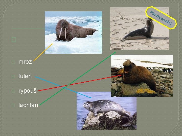 Plo utv on ožc � � mrož � tuleň � rypouš � lachtan i